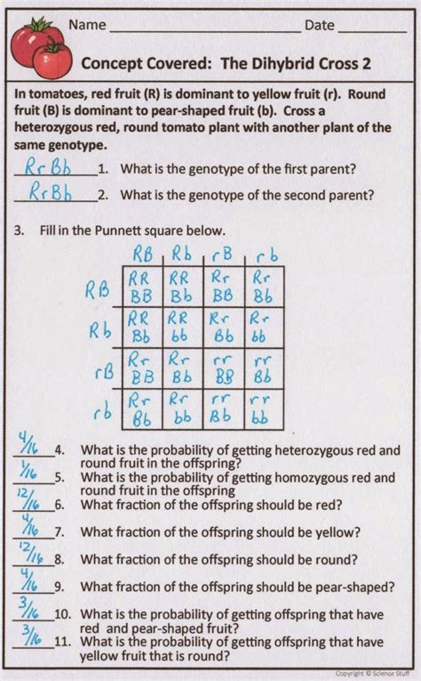genetics worksheet answer key quizlet